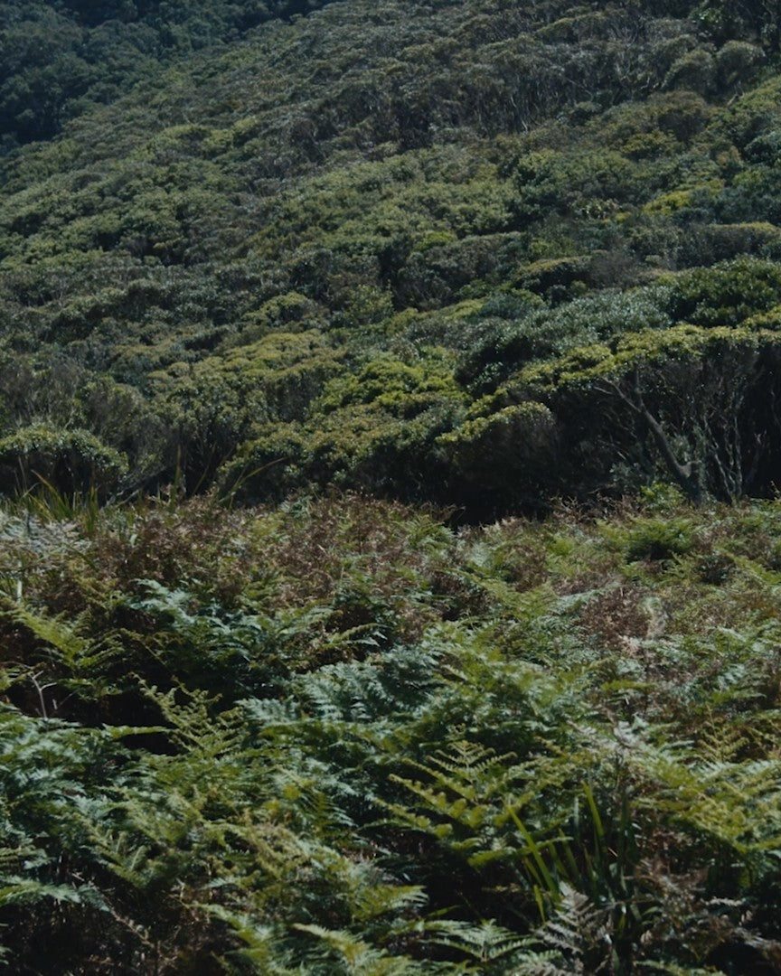 Green Australian bushland hillside