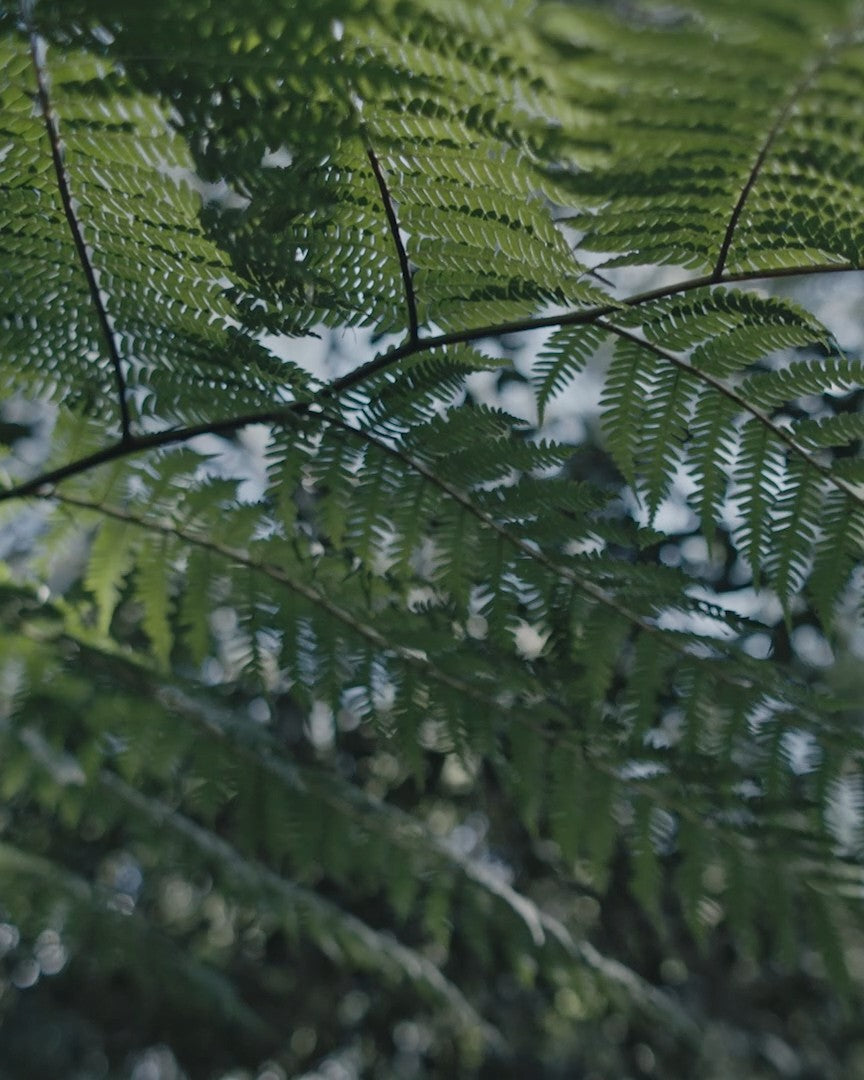 Native fern fronds