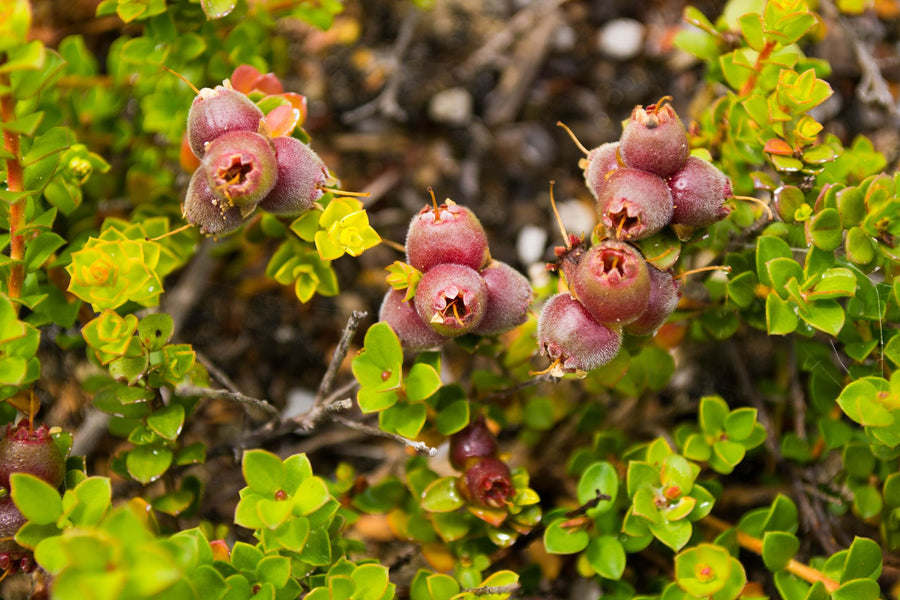 Native Australian muntries berries