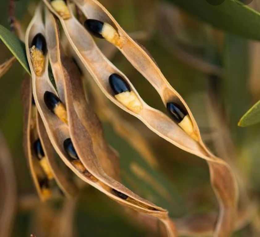 Native Australian wattleseed