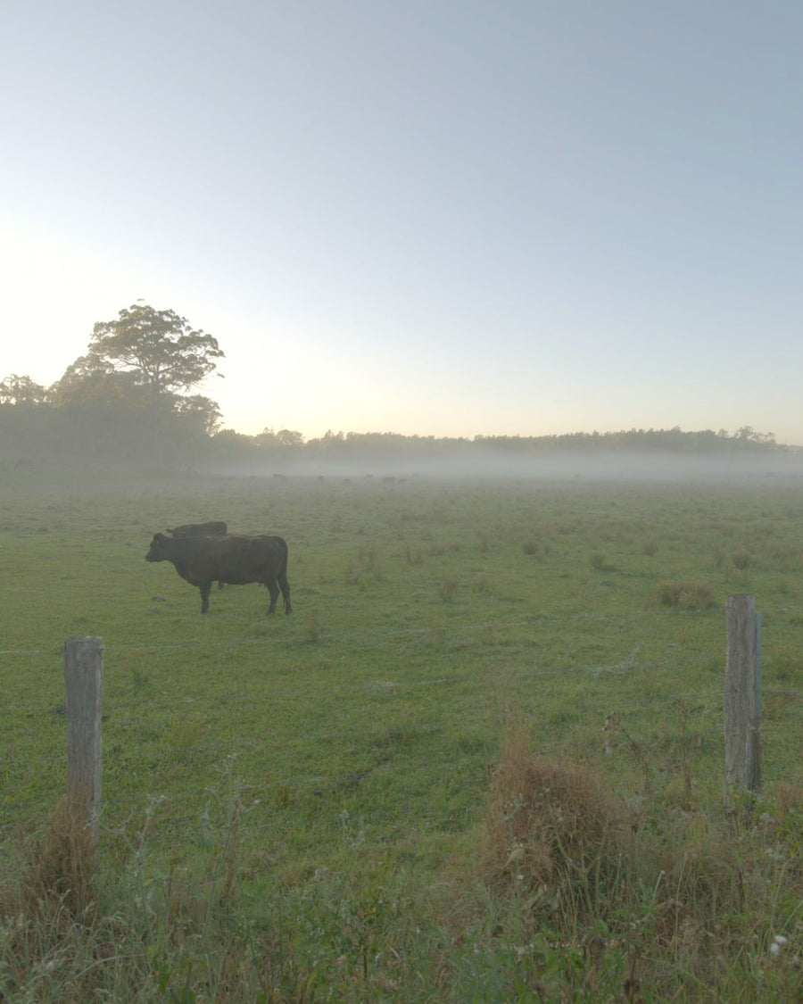 Cattle grazing on green pasture in the early morning mist