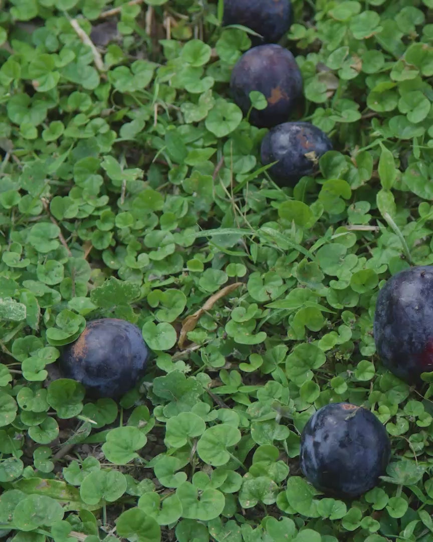 Ripe native plums on green ground cover