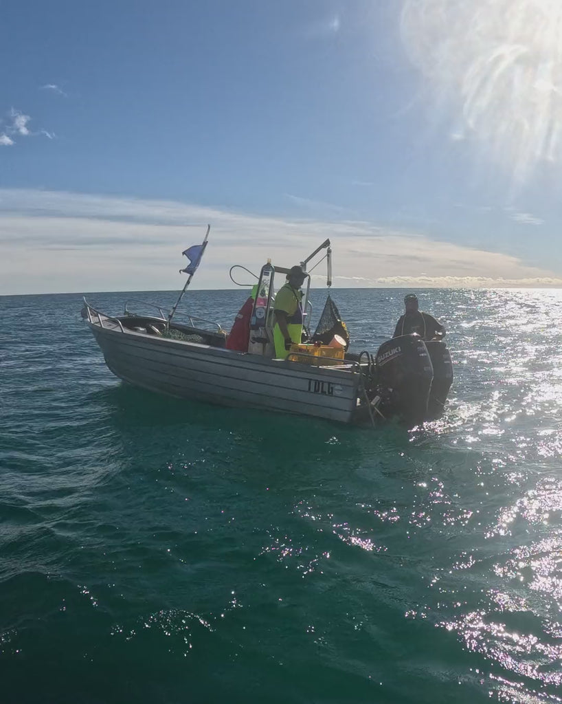Dive boat on Tasmanian waters where the wild seaweed for Maritech fucoidan in Gut Ritual+ is harvested