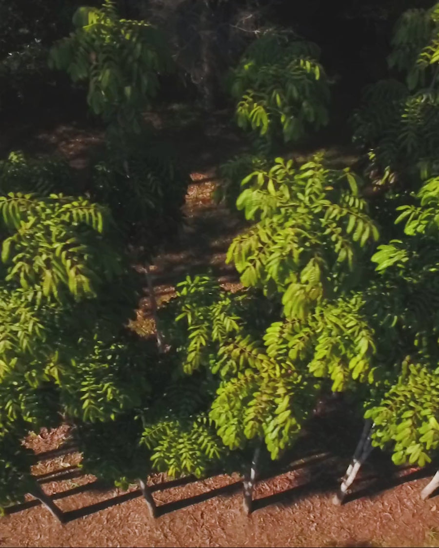 Drone view over the Australian Davidson plum orchard that grows the plums in Wattle & Plum